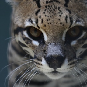 Berliner Zoo